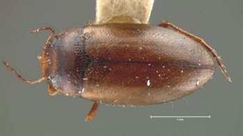 Media type: image;   Entomology 6027 Aspect: habitus dorsal view